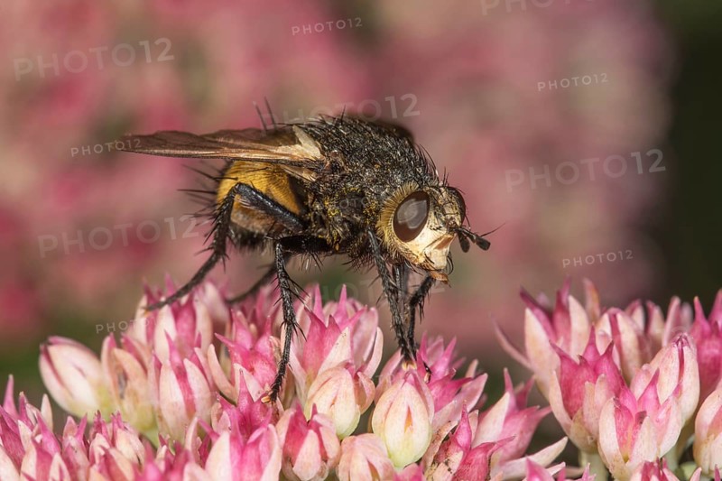 Black-legged bristle fly (Nowickia ferox) on a flower of stonecrop (Sedum telephium), Baden-Württemberg, Germany