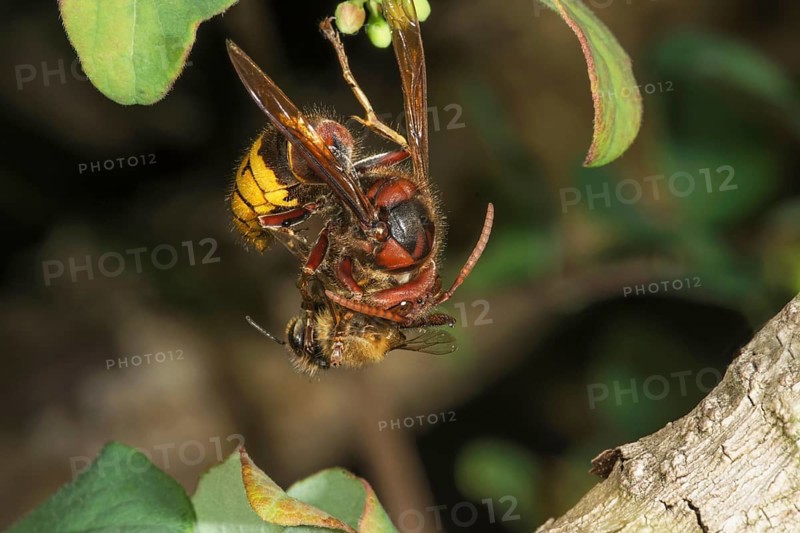 Hornet (Vespa crabro) and bee in a fight on a branch, Baden-Württemberg, Germany