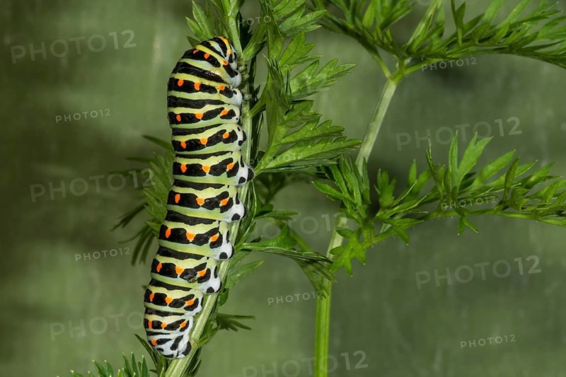 Caterpillar of the swallowtail (Papilio machaon) on garden carrot (Daucus carota), Baden-Württemberg, Germany