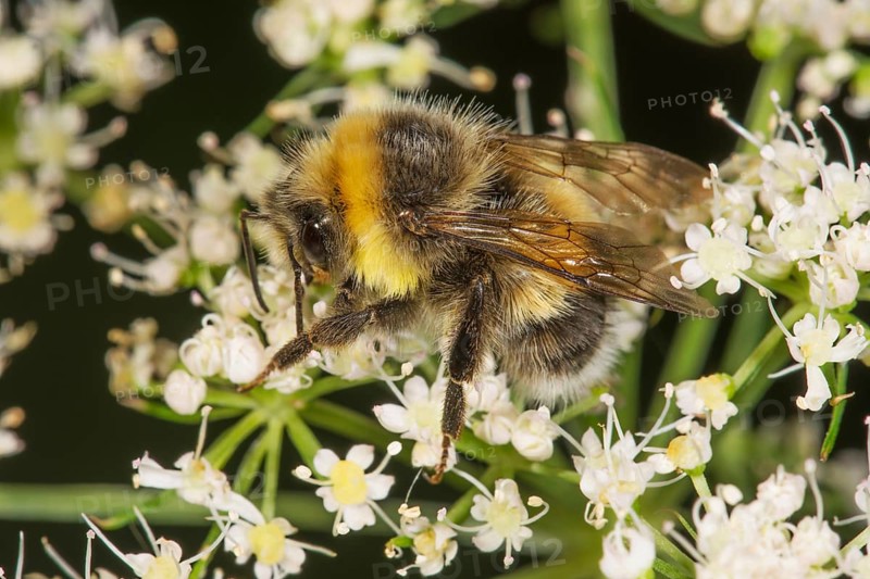 Brown-banded carder bee (Bombus muscorum) searching for nectar on white flowers of meadow hogweed (Heracleum sphondylium), Baden-Württemberg, Germany