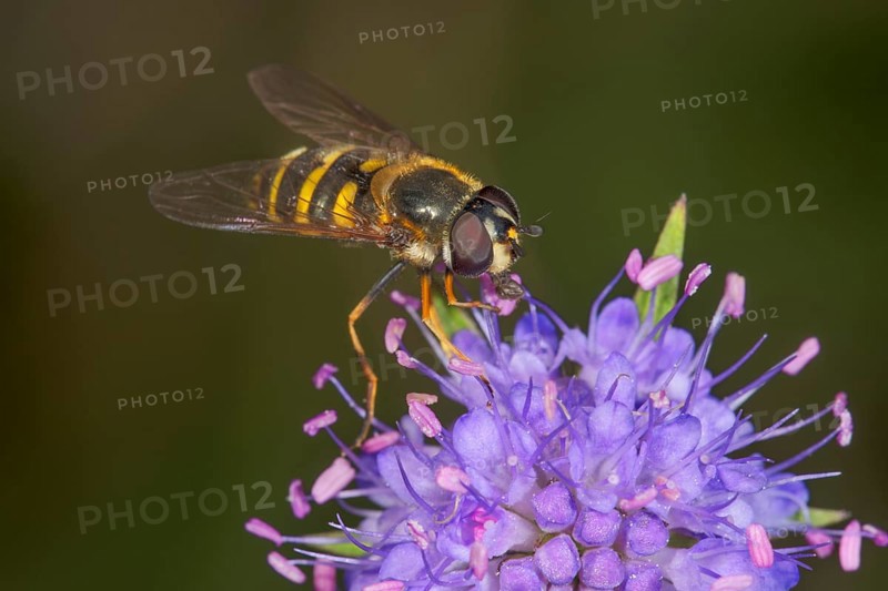 Hoverfly (Syrphidae sp.) sucking nectar from flower of meadow knapweed (Centaurea jacea), Baden-Württemberg, Germany