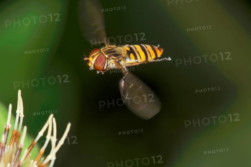 Winter hoverfly (Episyrphus balteatus) in flight in front of blurred background and cabbage thistle, Baden-Württemberg, Germany