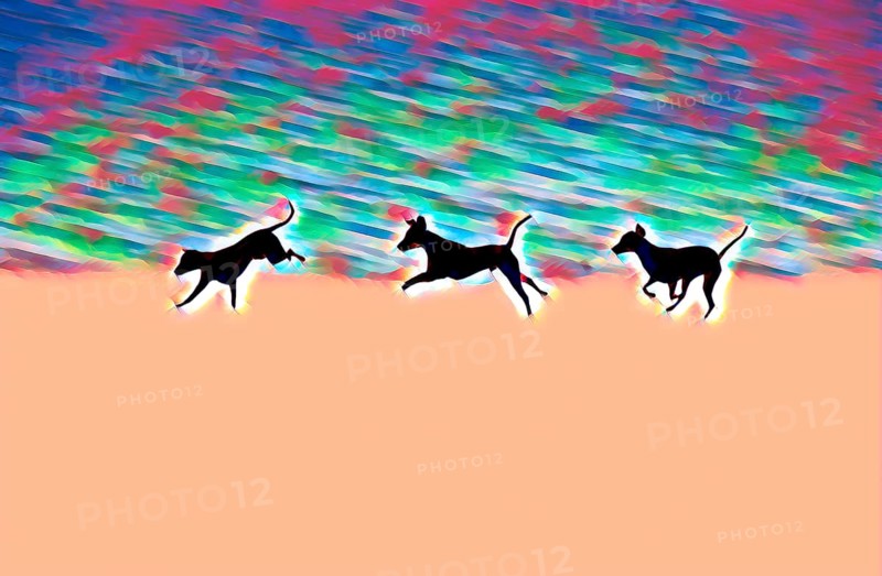 Doberman running fast and jumping in winter, Poller Wiesen, Rhine riverbanks, Cologne, North Rhine-Westphalia, Germany, Europe, digitally edited