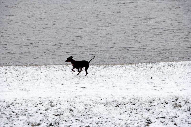 Doberman running fast and jumping in winter, Poller Wiesen, Rhine riverbanks, Cologne, North Rhine-Westphalia, Germany