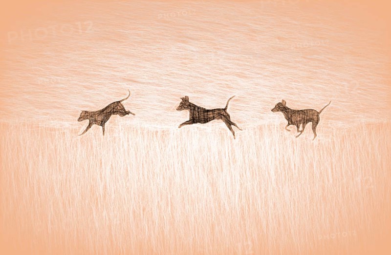 Doberman running fast and jumping in winter, Poller Wiesen, Rhine riverbanks, Cologne, North Rhine-Westphalia, Germany, Europe, digitally edited