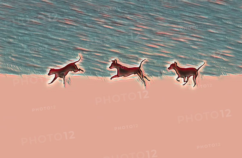 Doberman running fast and jumping in winter, Poller Wiesen, Rhine riverbanks, Cologne, North Rhine-Westphalia, Germany, Europe, digitally edited