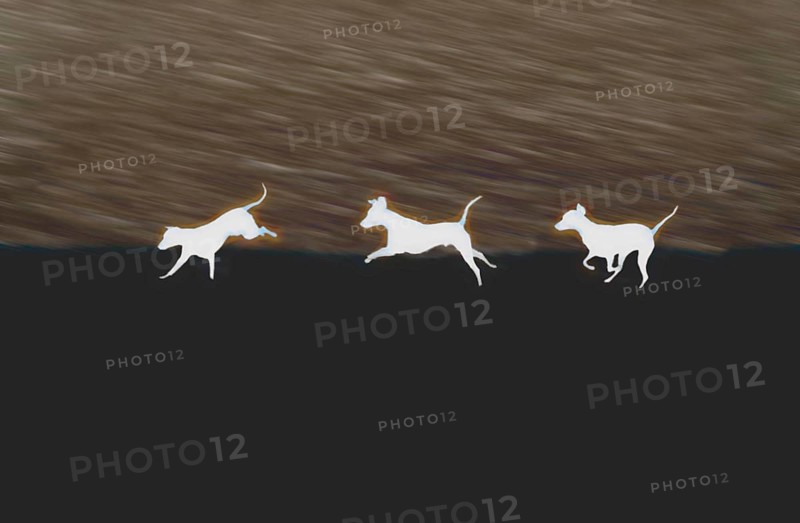 Doberman running fast and jumping in winter, Poller Wiesen, Rhine riverbanks, Cologne, North Rhine-Westphalia, Germany, Europe, digitally edited