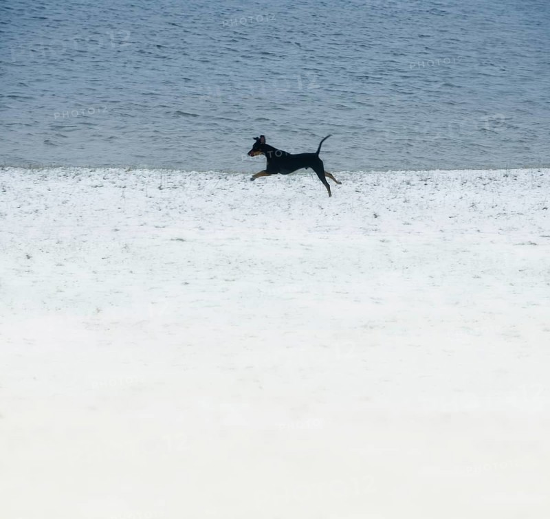 Doberman running fast and jumping in winter, Poller Wiesen, Rhine riverbanks, Cologne, North Rhine-Westphalia, Germany
