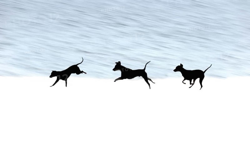 Doberman running fast and jumping in winter, Poller Wiesen, Rhine riverbanks, Cologne, North Rhine-Westphalia, Germany