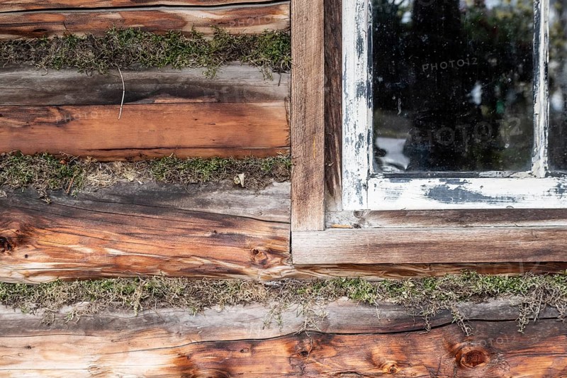 Moss sealing on a log cabin, Chena Village, Fairbanks, Alaska, USA