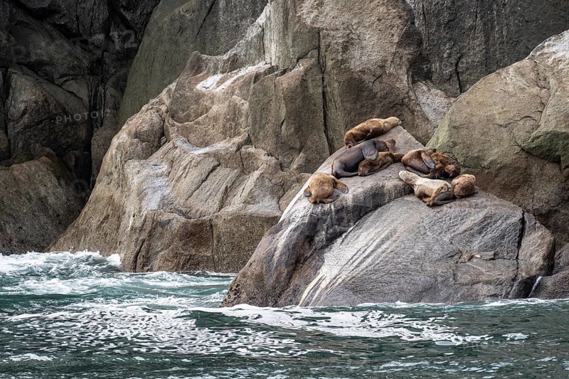 Steller sea lions (Eumetopias jubatus), Kenai Fjords National Park, Alaska, USA