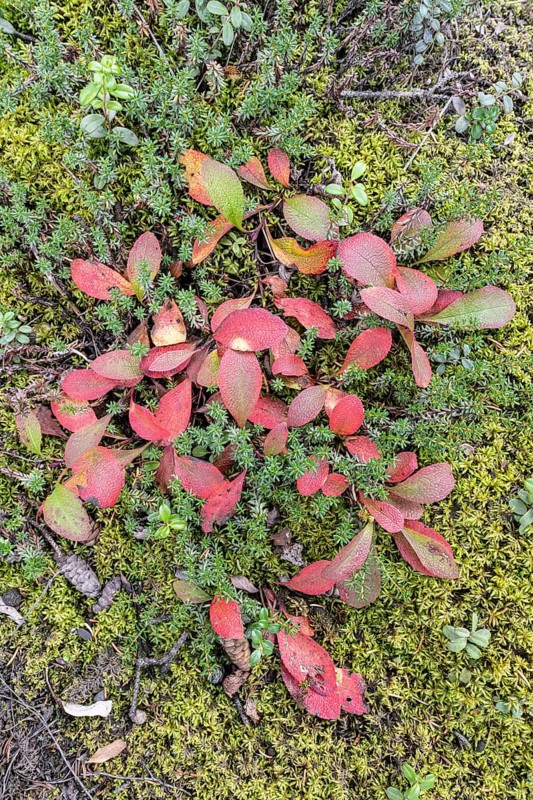 Bearberry (Arctostaphylos uva-ursi) in autumn leaves, Alaska, USA