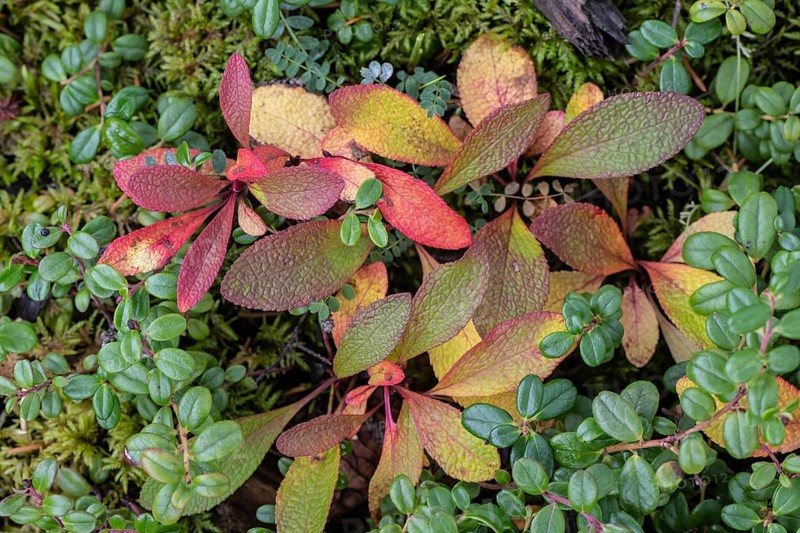 Bearberry (Arctostaphylos uva-ursi) in autumn leaves, Alaska, USA