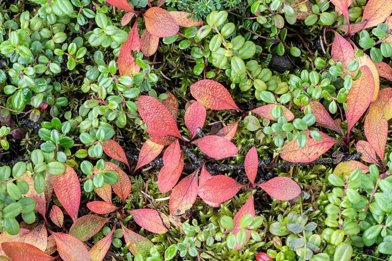 Bearberry (Arctostaphylos uva-ursi) in autumn leaves, Alaska, USA