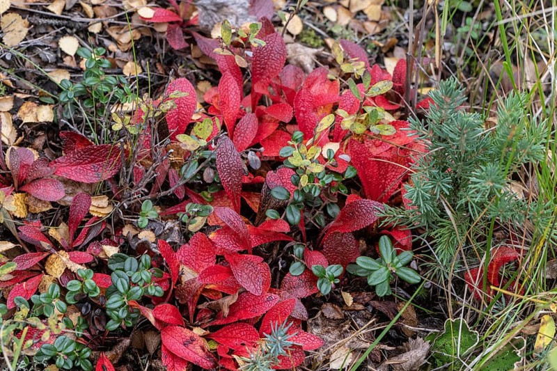 Bearberry (Arctostaphylos uva-ursi) in autumn leaves, Alaska, USA