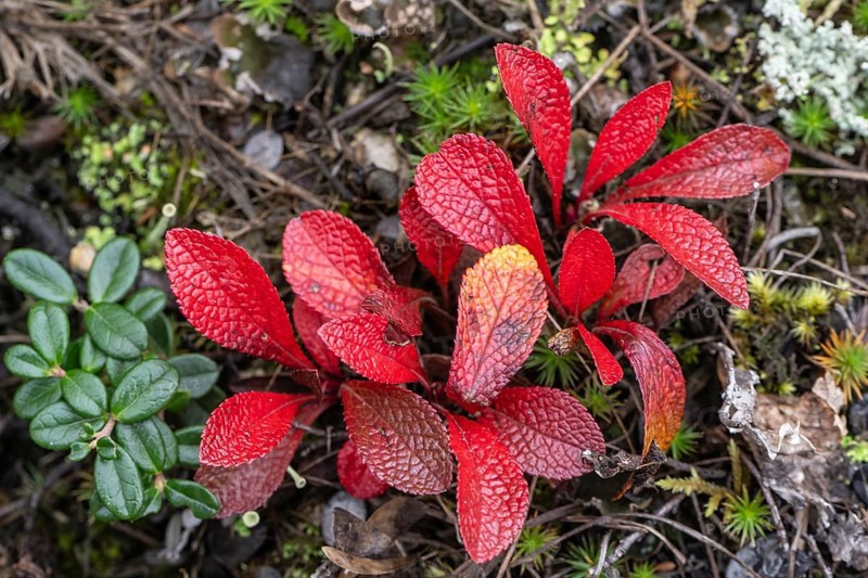 Bearberry (Arctostaphylos uva-ursi) in autumn leaves, Alaska, USA