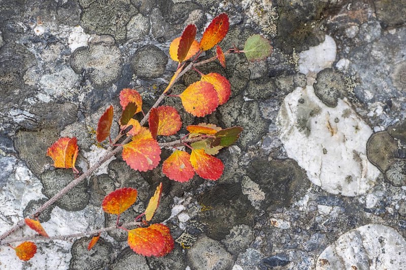 Dwarf birch (Betula nana) in autumn foliage, Alaska, USA