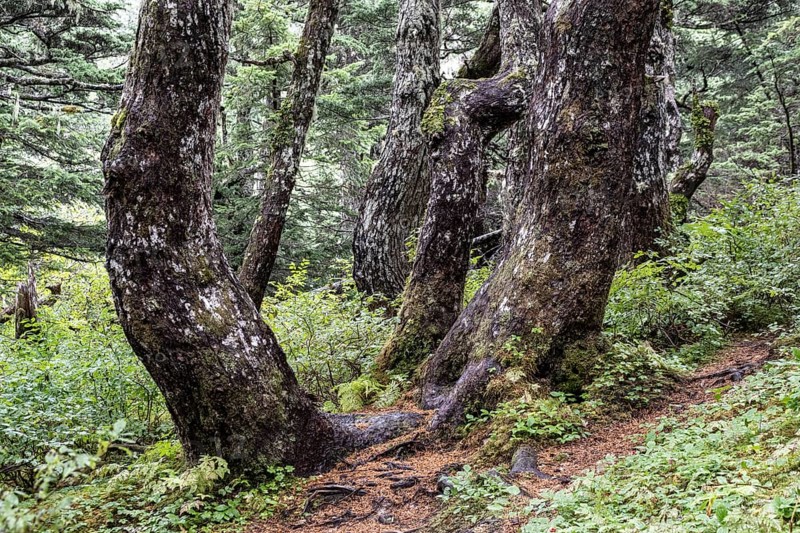 Tree trunks of Sitka spruce (Picea sitchensis), Juneau, Alaska, Canada