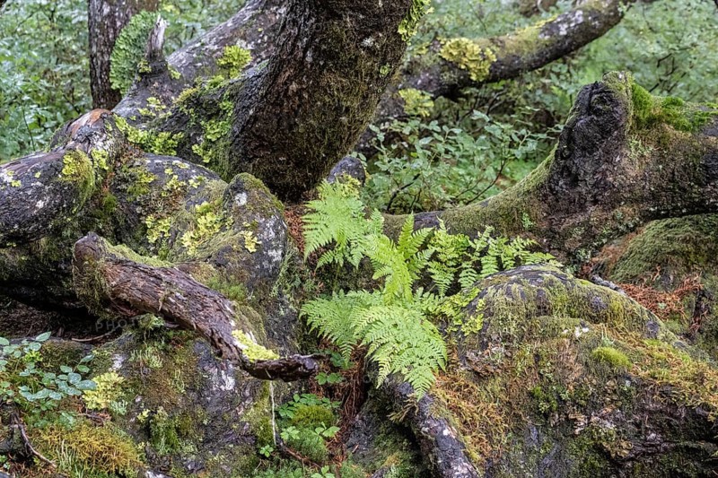 Tree trunks of Sitka spruce (Picea sitchensis), Juneau, Alaska, Canada