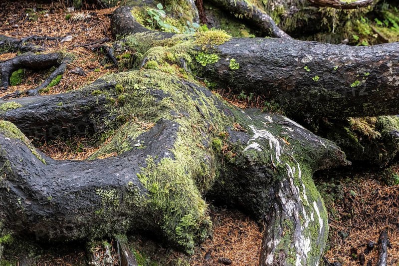 Tree trunks of Sitka spruce (Picea sitchensis), Juneau, Alaska, Canada