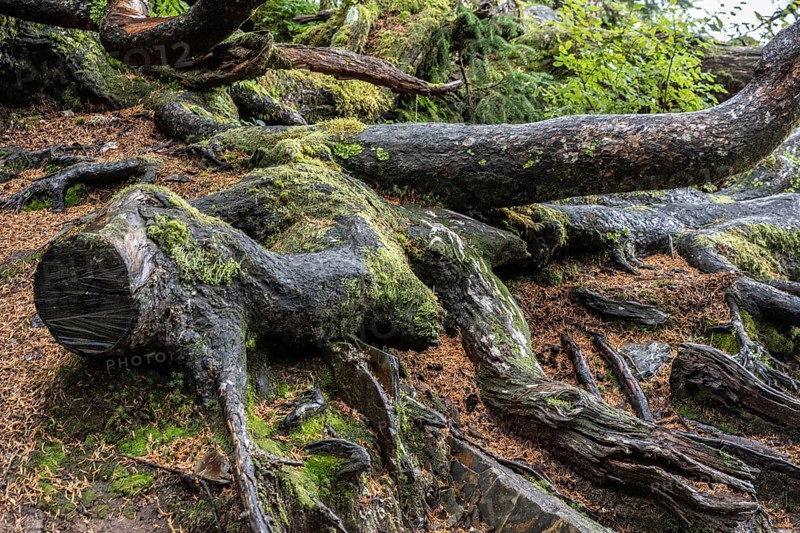 Tree trunks of Sitka spruce (Picea sitchensis), Juneau, Alaska, Canada