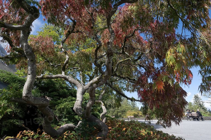 Japanese fan maple (Acer palmatum), Vancouver, Canada