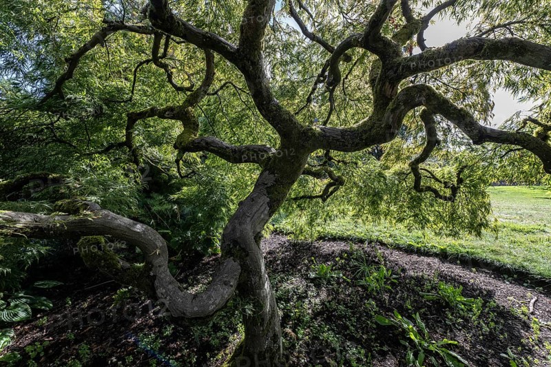 Japanese fan maple (Acer palmatum), Vancouver, Canada