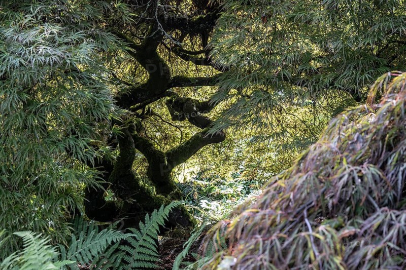 Japanese fan maple (Acer palmatum), Vancouver, Canada