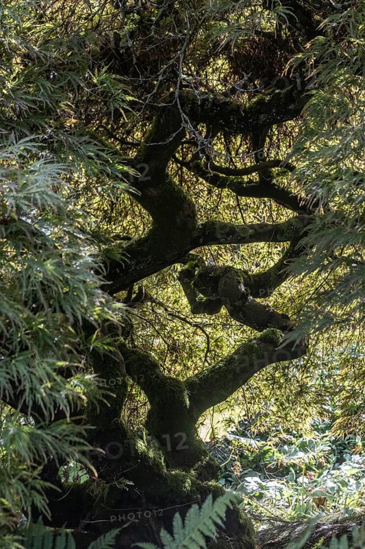 Japanese fan maple (Acer palmatum), Vancouver, Canada