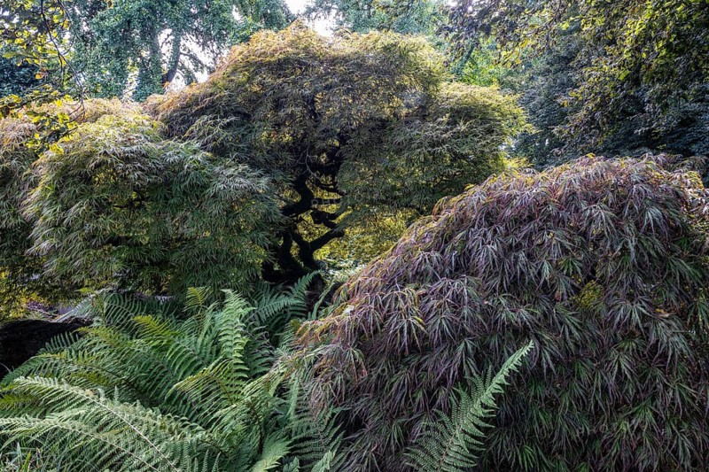 Japanese fan maple (Acer palmatum), Vancouver, Canada