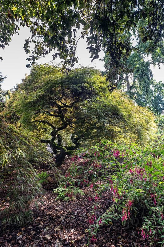 Japanese fan maple (Acer palmatum), Vancouver, Canada