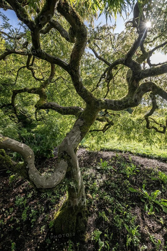 Japanese fan maple (Acer palmatum), Vancouver, Canada
