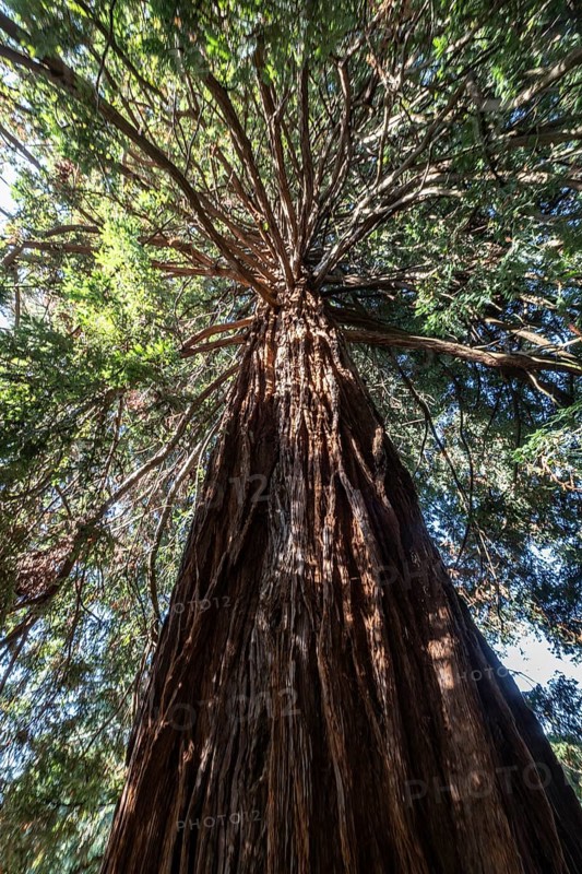 Coast redwood (Sequoia sempervirens), Vancouver, Canada