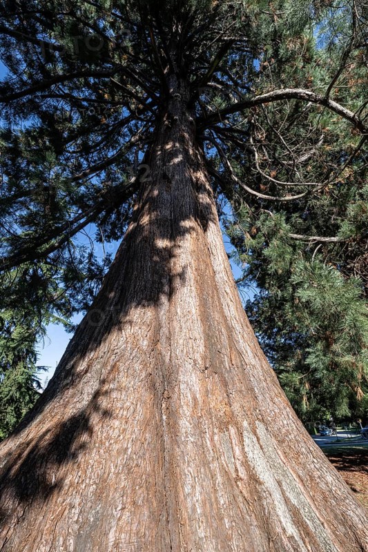 Giant arborvitae (Thuja plicata), Vancouver, Canada
