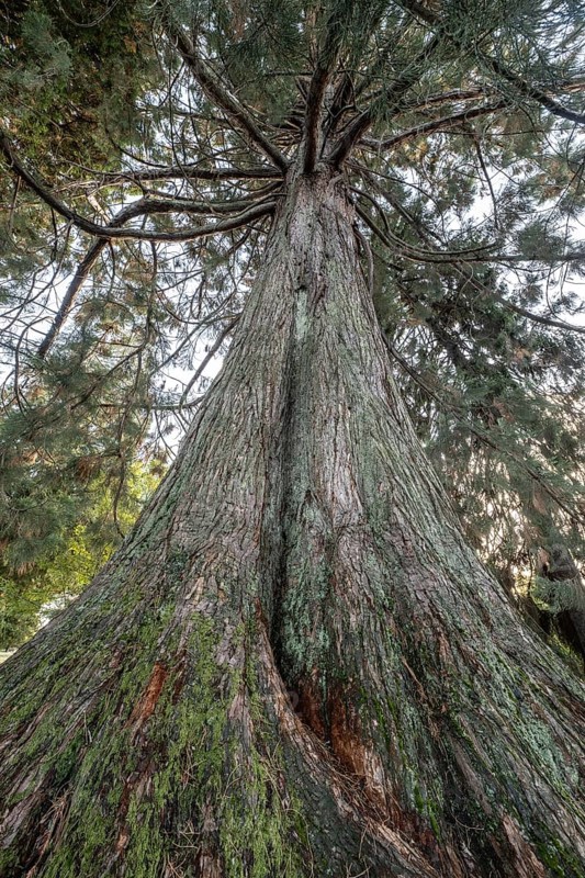 Giant arborvitae (Thuja plicata), Vancouver, Canada