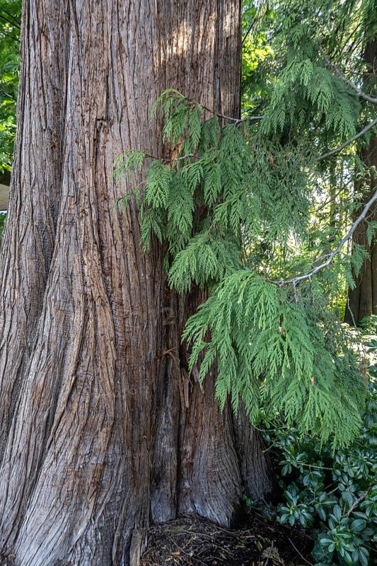 Giant arborvitae (Thuja plicata), Vancouver, Canada