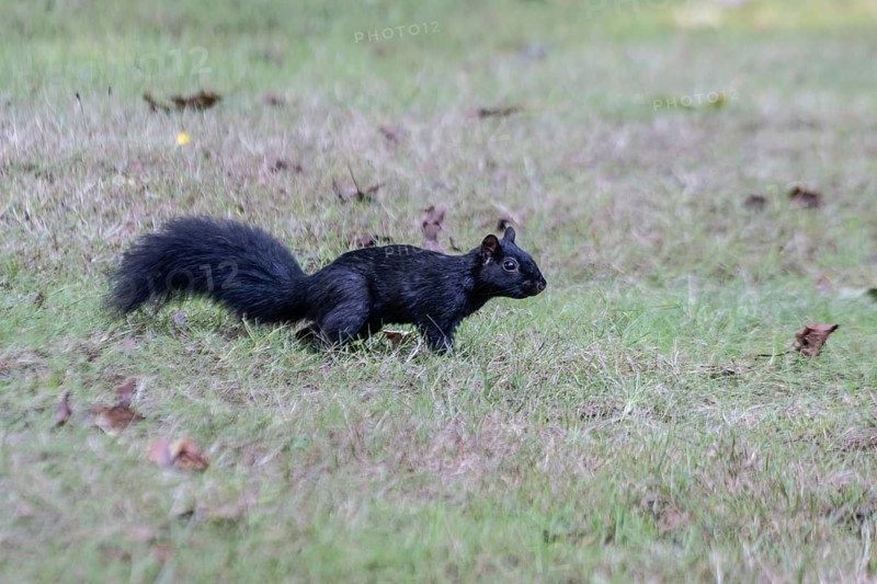 Grey squirrel (Sciurus caroliniensis), Vancouver, Canada