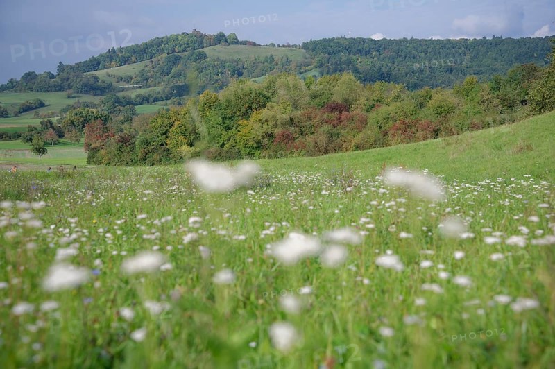 Flower meadow at the foot of the Einkorn, Hausberg, Schwäbisch Hall, Hohenlohe, Germany