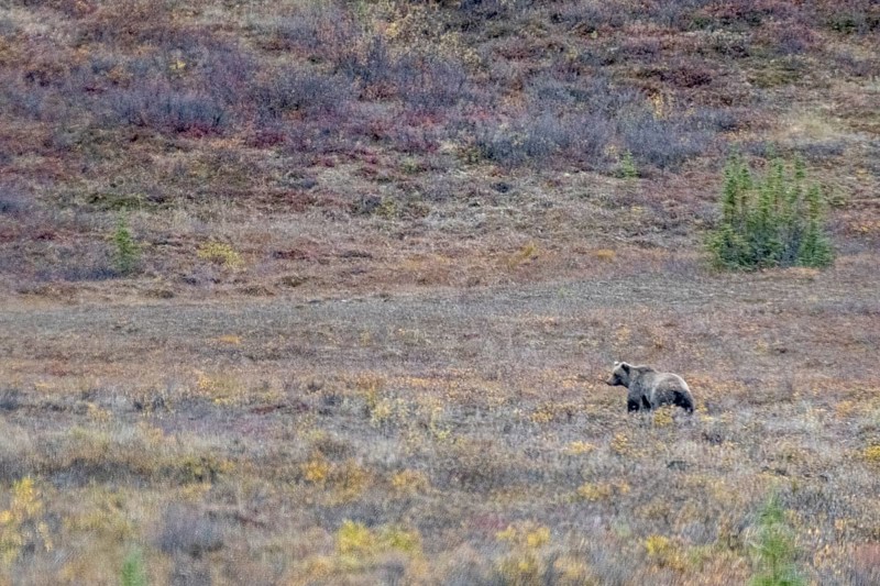 Brown bear, grizzly (Ursus arctos) in the autumn tundra, Denali National Park, Alaska, USA
