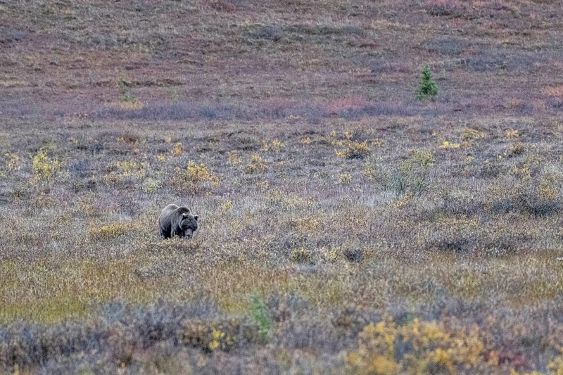 Brown bear, grizzly (Ursus arctos) in the autumn tundra, Denali National Park, Alaska, USA