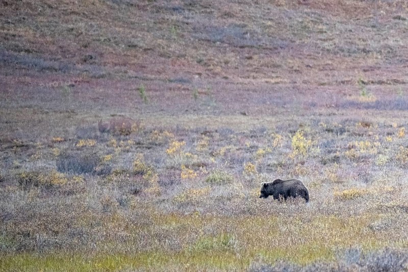 Brown bear, grizzly (Ursus arctos) in the autumn tundra, Denali National Park, Alaska, USA