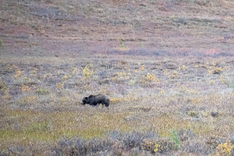 Brown bear, grizzly (Ursus arctos) in the autumn tundra, Denali National Park, Alaska, USA