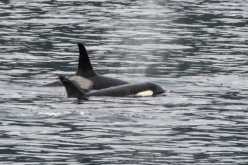Orcas (Orcinus orca), Kenai Fjords National Park, Alaska, USA