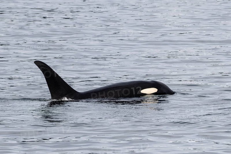 Orca (Orcinus orca), Kenai Fjords National Park, Alaska, USA