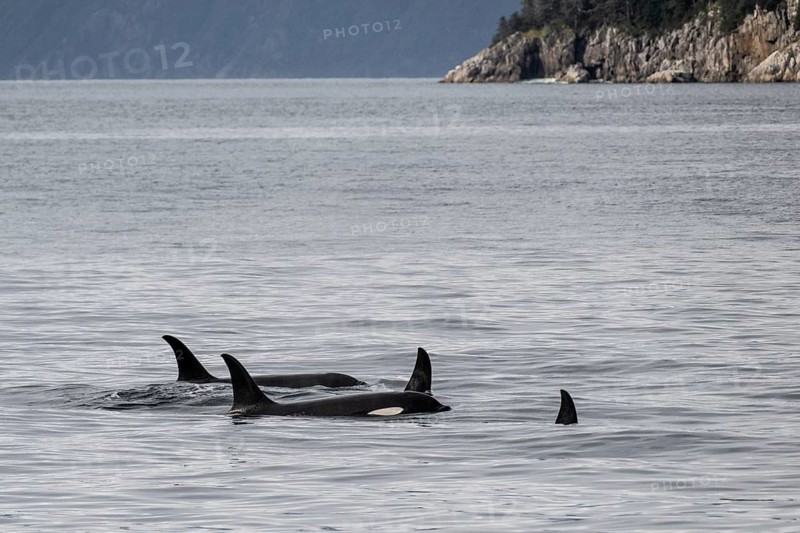 Orcas (Orcinus orca), Kenai Fjords National Park, Alaska, USA