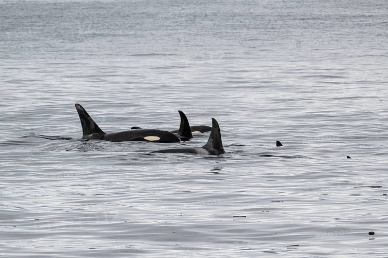 Orcas (Orcinus orca), Kenai Fjords National Park, Alaska, USA