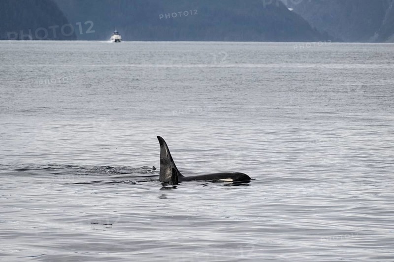 Orca (Orcinus orca), Kenai Fjords National Park, Alaska, USA