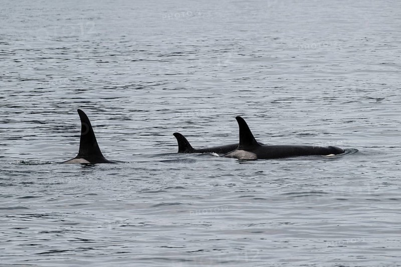 Orcas (Orcinus orca), Kenai Fjords National Park, Alaska, USA