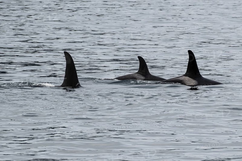 Orcas (Orcinus orca), Kenai Fjords National Park, Alaska, USA