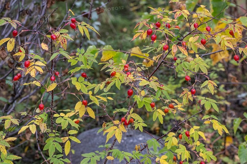 Needle rose (Rosa acicularis), rose hips, autumn leaves, Alaska, USA